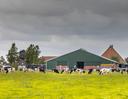 Landwirtschaftlicher Betrieb mit Kühen im Vordergrund